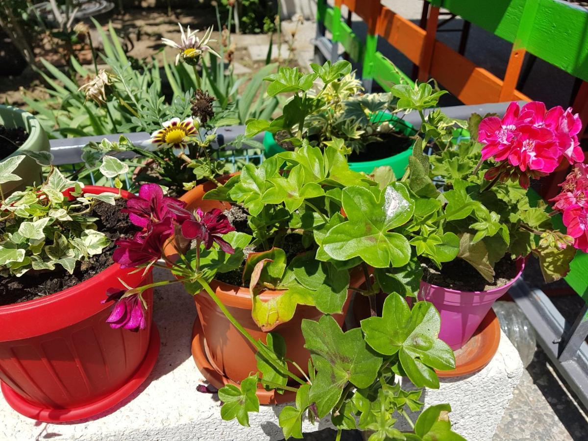 מלון Două Mai Casa Simona מראה חיצוני תמונה