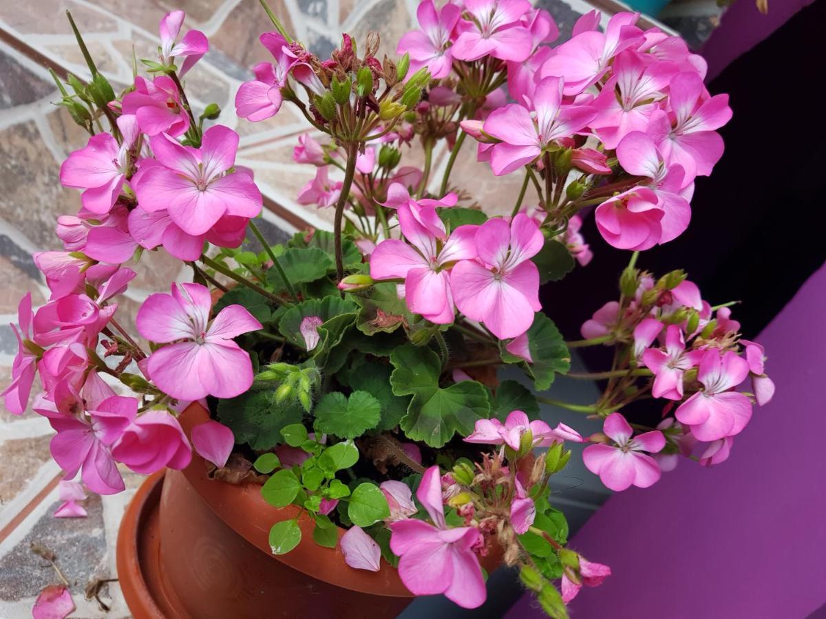 מלון Două Mai Casa Simona מראה חיצוני תמונה