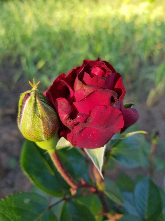 מלון Două Mai Casa Simona מראה חיצוני תמונה